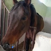 باشگاه سوارکاری اوشکایا(سهند)