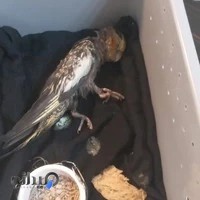 کلینیک دامپزشکی دکتر ظریف