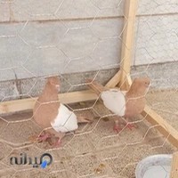 کلینیک دامپزشکی دکتر ظریف