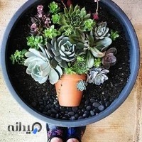 تراریوم رویای شیشه ای