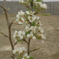 لوازم خانگی شکوری