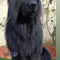 پت شاپ مشهد