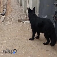 پت شاپ مشهد