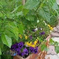 سالمندان صفا