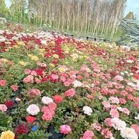 گلفروشی گلیران