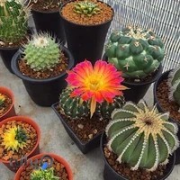 گلفروشی صباغ