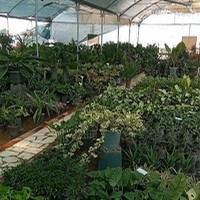 گلسرای کاخ سبز