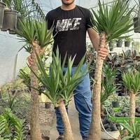 گلخانه سانرایز