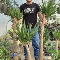 گلخانه سانرایز