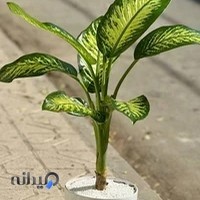 آقای گل مشهد