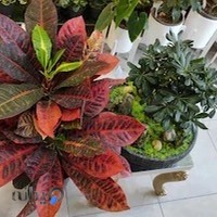 گل وگیاه هویا