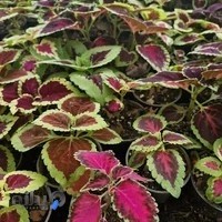 گلخانه مهرگل