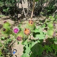 عطاری هزاربرگ