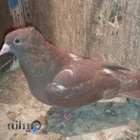 بازار پرندگان آسمان هشتم