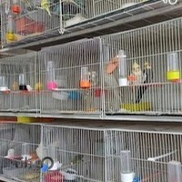 دنیای پرنده امید