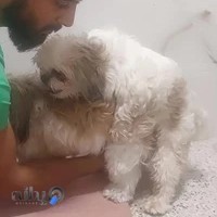 پانسیون سگ نیک داگ