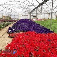 گل و گیاه مقدم