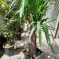 گلکده آزالیا