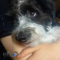 دندانپزشکی دکتر محمد عصاران