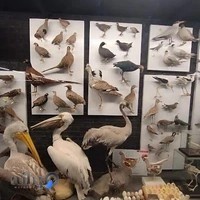 پارک علمی پروفسور بازیما