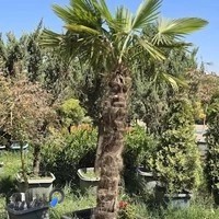 گل و نهال حمید سارایی