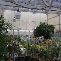 گل و گیاه الیزه