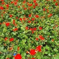 تولیدی گل اردیبهشت