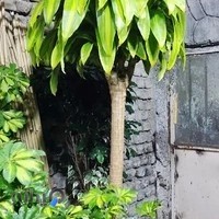 گل و گیاه البرز