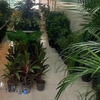 گل و گیاه البرز