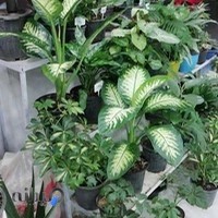 گل و گیاه فردیس