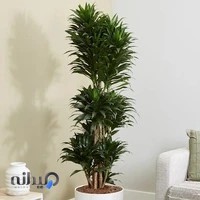 گلخانه و گلفروشی داوودی