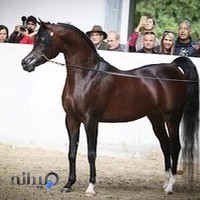 باشگاه سوارکاری شبدیز