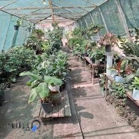 گلخانه زنبق