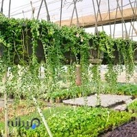 گلخانه آگاو