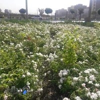 تولیدی گل و گیاه گل سرخ