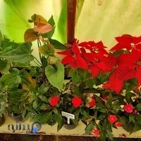 مجتمع تولیدی گل و گیاه احمدی