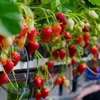 شرکت تجارت سبز آبان