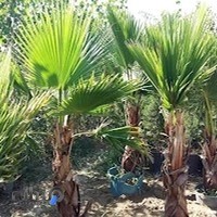 نهالستان بهمن آبادی شعبه اصلی