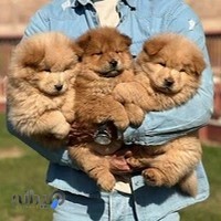 هتل آموزش و پانسیون سگ