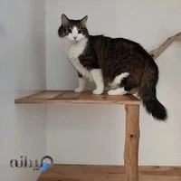 فروشگاه لوازم گربه