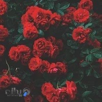 غذای ایرانی ریپا