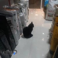 مرکز پت شاپ ها