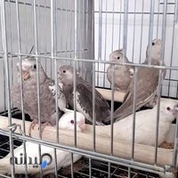 birdlandسرزمین پرنده