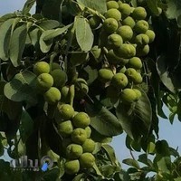 خشکبار صلح میرزائی