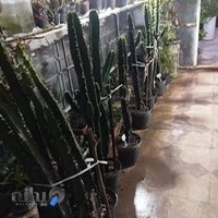 خانه کاکتوس