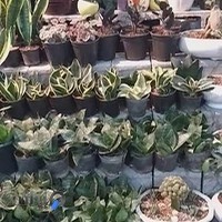 گل و گلدون شیراز