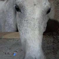 باشگاه سوارکاری عسکری