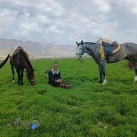 باشگاه سوارکاری نورانی