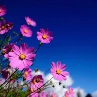 کافی نت کسرا