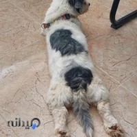 کلینیک و مرکز واکسیناسیون پارسی مهر، دکتر منجزی